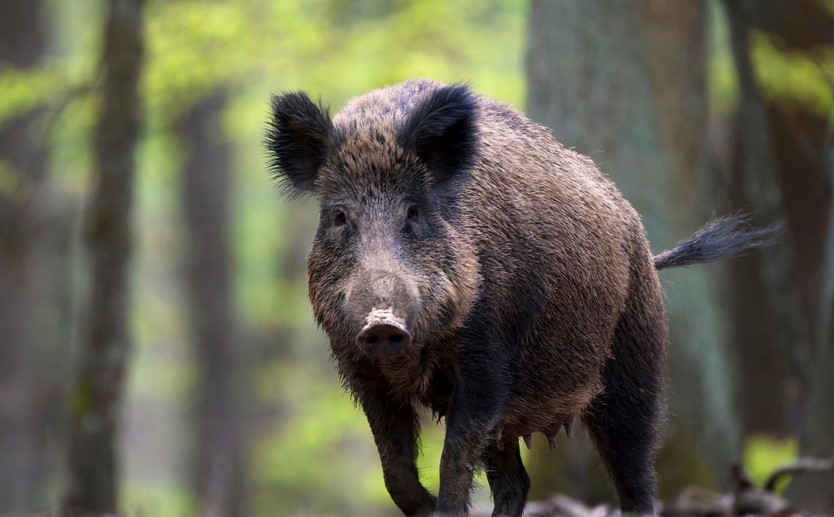 U Vukovarsko-srijemskoj odstrijeljeno više od 850 divljih svinja