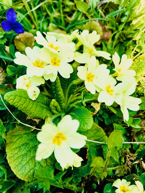 Proljetni vjesnik, ljekovito zlato i vrtni ukras – jaglac