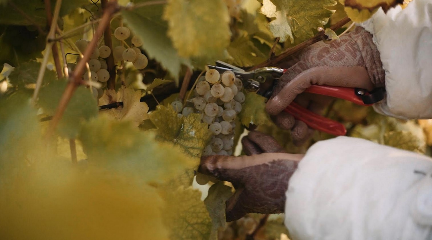 58. Iločka berba grožđa – tradicija, vino i nezaboravan doživljaj u srcu Srijema