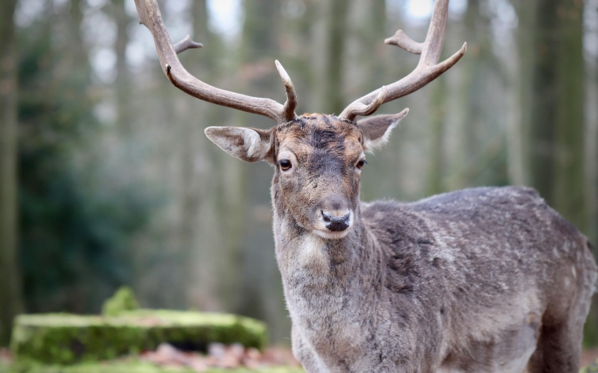 Protuzakoniti lov kod Đakova: ubijen jelen, počinitelj u bijegu