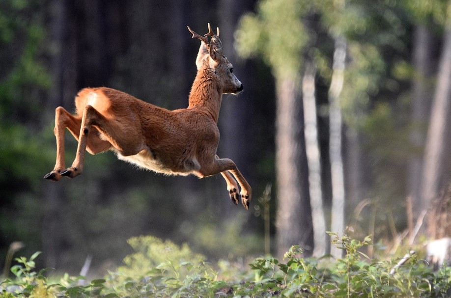 Krađa strvine srnjaka između Nove Lipe i Emovačkog Luga