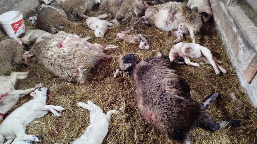 Psi bez nadzora ušli u tor i usmrtili 11 ovaca